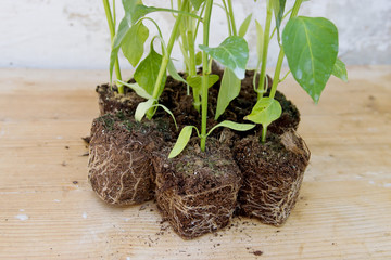 Gardening and Planting