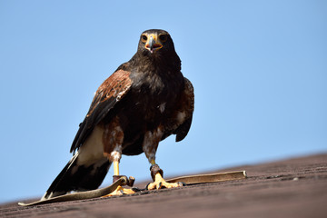 Falco di Harris