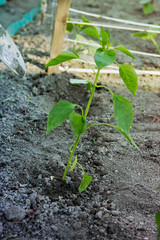 Gardening and Planting