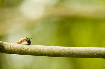 white-lipped snail, Cepaea hortenzis on a branch