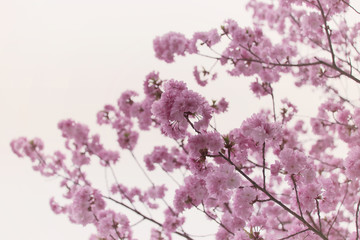 Sakura or cherry Blossom in color Vintage style.