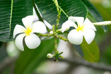 Frangipani flowers
