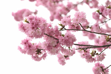Sakura or cherry Blossom in color Vintage style.