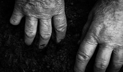 Fototapeta premium Old woman hands holding fresh soil. Symbol of spring 