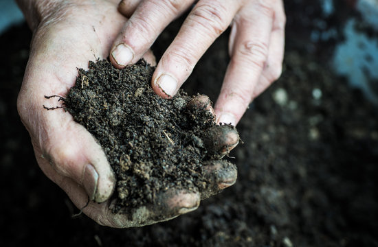 Old woman hands holding fresh soil. Symbol of spring 