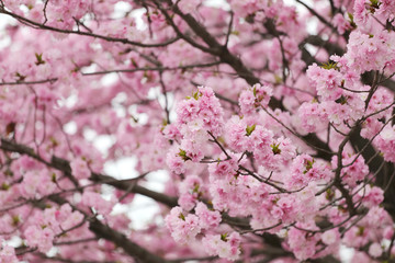 cherry Blossoms or Pink Sakura.