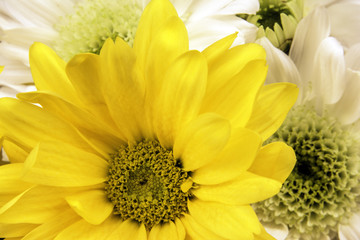 isolated yellow and white daisies