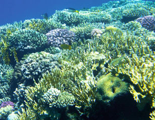 Obraz premium fishes