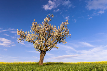 Fototapeta na wymiar Field, cherry tree and blue sky