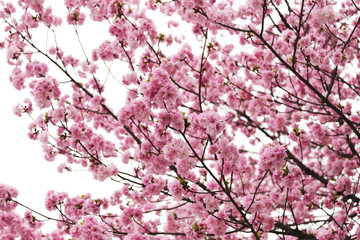 cherry Blossoms or Pink Sakura.