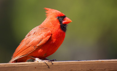Bright red male cardinal on a wood board with a green background outdoors