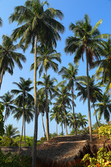 Fototapeta na wymiar hut under coconut palms