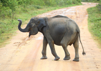 young elephant crossing road