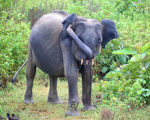 Fototapeta na wymiar young indian elephant in jungle
