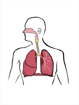 esquema del sistema respiratorio humano Stock Vector | Adobe Stock