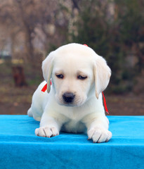 labrador puppy on a blue background