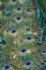 Obraz premium peacock feather