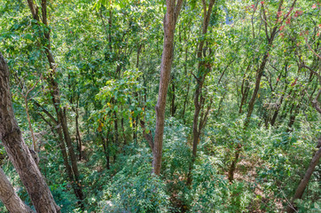 Many of the trees in the forest