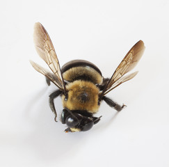 Injured bee