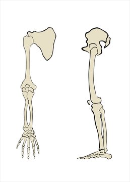 esqueleto de brazo y pierna