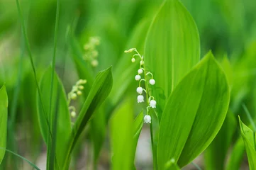 Papier Peint photo Lavable Muguet Blossoming lilies-of-the-valley in forest