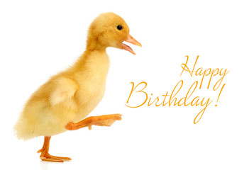 Little cute duckling isolated on white