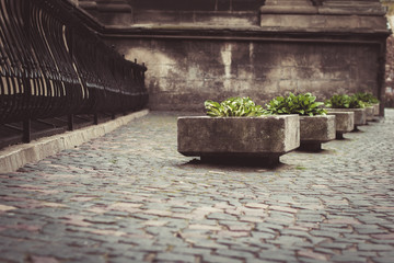 Beautiful flower beds on stone wall background
