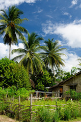 Fototapeta na wymiar Tropical jungle on an island Borneo in Indonesia