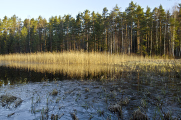 Morning spring frost in the forest lake in Finland