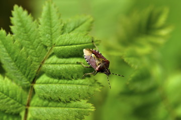 Close-up of a forest bug (Pentatoma rufipes)