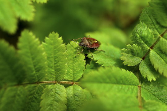 Close-up of a forest bug (Pentatoma rufipes)