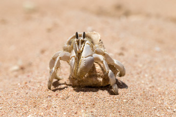  Crab