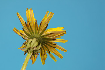 De onderkant van een paardenbloem tegen een blauwe lucht  © Hennie36