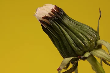 Fotobehang Gesloten zaadhoofd van een paardenbloem in de ochtend   © Hennie36