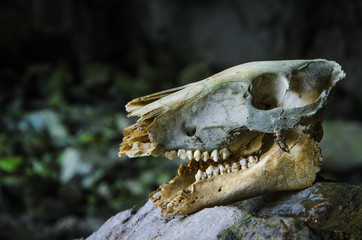 Animal skull