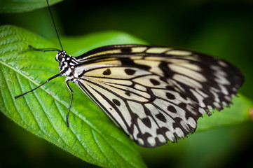 Fototapeta na wymiar Butterfly Isolated