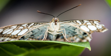 Butterfly Isolated