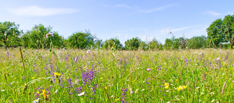 Wiese mit bunten Blumen und Kr&auml;utern - schw&auml;bische Alb