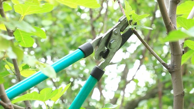 Pruning clippers in action - cutting off dry branches