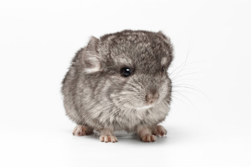 Gray Baby Chinchilla on white