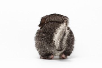 Tail of Gray Baby Chinchilla on white