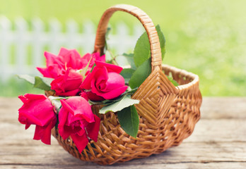 Fototapeta na wymiar Beautiful roses in the basket
