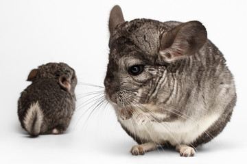 Closeup Mama and Baby Chinchilla in Front View on white