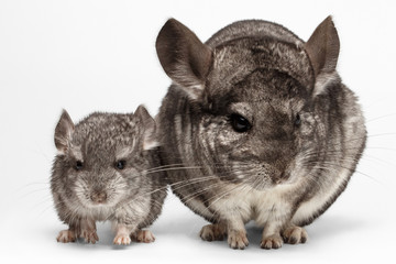 Closeup Mama and Baby Chinchilla in Front View on white