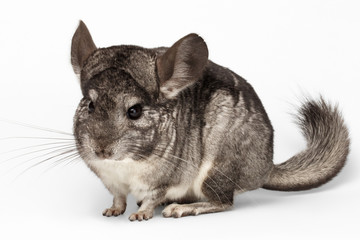 Closeup Chinchilla in Front View on white