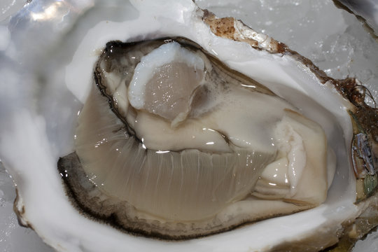 natural oysters