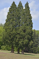 Fototapeta na wymiar Trois séquoias géants au parc Solvay de la Hulpe 