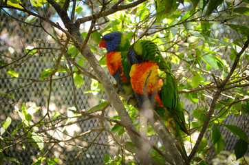 яркие пестрые попугаи притаившиеся в тени