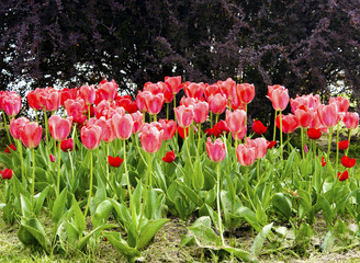 pink tulips on the flowerbed in the park