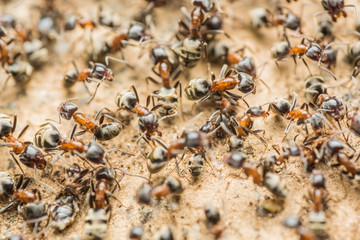 Swarm Colony Of Ants Searching For Food